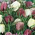 Fritillaria Meleagris 6/+ (x12x20)