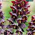 Fritillaria Persica 20/+ (x12x1)
