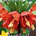 Fritillaria Rubra Maxima 20/22 (x12x1)