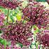 Allium Atropurpureum 8/10 (x12x5)