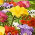 Freesia Mixed Single 5/+ (x14x10) (Summer)