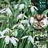 Galanthus Nivalis 5/6 (x20x25)