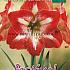 Amaryllis Red/White 30/32 (x6x1) (Summer)