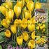 Crocus Yellow 8/9 (x20x25)