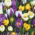 Crocus Botanisch Gemengd, 5/+ (x12x15)