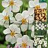 Narcissus Actaea 12/14 (x15x15)