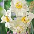 Narcissus Cheerfulness 14/16 (x8x5)