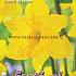 Narcissus Dutch Master 14/16 (x8x5)