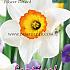 Narcissus Flower Record 14/16 (x8x5)