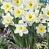 Narcissus Ice Follies 12/14 (x15x15)