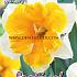 Narcissus Orangery 14/16 (x8x5)
