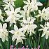 Narcissus Thalia 12/14 (x12x5)
