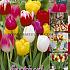 Tulips Single Early Mixed 12/+ (x20x15)