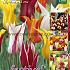 Tulips Lily-Flowered Mixed 12/+ (x20x15)