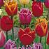 Tulips Fringed Mixed 12/+ (x12x7)