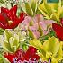 Tulips Viridiflora Mixed 12/+ (x12x7)