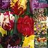 Tulips Parrot Mixed 12/+ (x20x15)