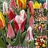 Tulips Greigii Mixed 12/+ (x20x15)