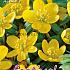 Eranthis Hyemalis 4/+ (x12x10)