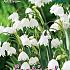 Leucojum Aestivum 8/10 (x12x10)