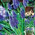 Muscari Armeniacum 9/10 (x40x25)