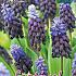 Muscari Latifolium 6/+ (x12x10)