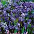 Scilla Siberica 7/8 (x12x10)