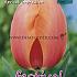 Tulips Apricot Impression 12/+ (x12x7)