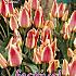 Tulips Quebec 12/+ (x12x7)