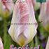 Tulips Flaming Purissima 12/+ (x12x7)