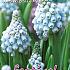 Muscari Ocean Magic 8/+ (x12x10)