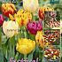 Tulips Double Early Mixed 12/+ (x20x15)