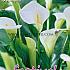 Zantedeschia Aethiopica 14/16 (x12x1)