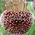 Allium Forelock 14/+ (x12x1)