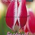 Tulips Candy Apple Delight 12/+ (x12x7)