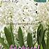 Hyacinths White Pearl 17/18 (x10x3)