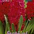 Hyacinths Jan Bos 17/18 (x10x3)
