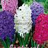 Hyacinths Mixed 17/18 (x10x5)