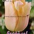 Tulips Apricot Beauty 12/+ (x12x7)