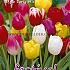 Tulips Single Early Mixed 12/+ (x12x7)