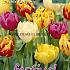 Tulips Double Early Mixed 12/+ (x12x7)