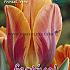 Tulips Prinses Irene 12/+ (x12x7)