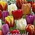 Tulips Triumph Mixed 12/+ (x12x7)