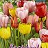 Tulips Darwin Hybrid Mixed 12/+ (x12x7)