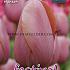 Tulips Menton 12/+ (x12x7)