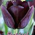 Tulips Queen of Night 12/+ (x12x7)
