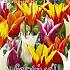 Tulips Lily-Flowered Mixed 12/+ (x12x7)