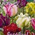 Tulips Parrot Mixed 12/+ (x12x7)