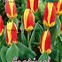 Tulips Stresa 12/+ (x12x7)