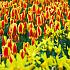 Tulips Stresa 12/+ (x12x7)
